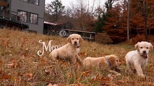 11K views · 134 reactions | Today's #momentofchill features a litter...