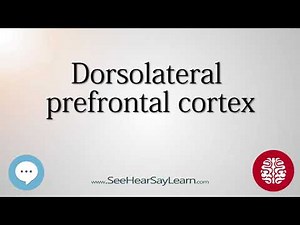 Dorsolateral prefrontal cortex Anatomy of the Brain SeeHearSayLearn 🔊