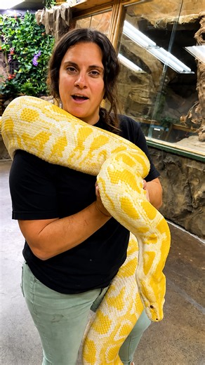 Watch her safely handle a massive 19-foot yellow python