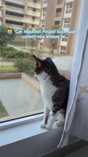 cat watching dance reel shoot from window #favourite #passtime #cats #funny