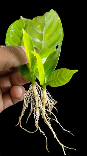 8K views · 93 reactions | How to grow pine-wheel flower plant at home from leaves || Best & easy method for gardening //#highlightsシ゚ | Dian Creative | Facebook