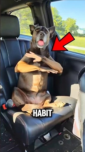 5 Things Your Dog Does That Actually Have A Meaning 🐶🧠