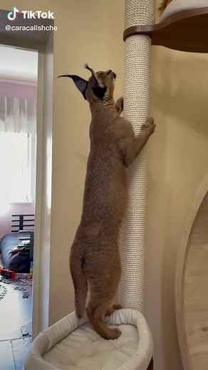 Maine Coon and Caracal Cat Comparison Videos