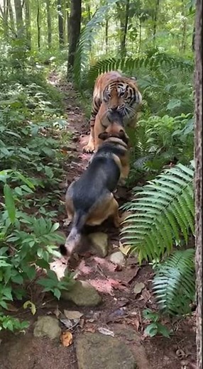 "Dog Attacks Tiger Protecting Tourists in Jungle | Wild Encounter #Shorts"