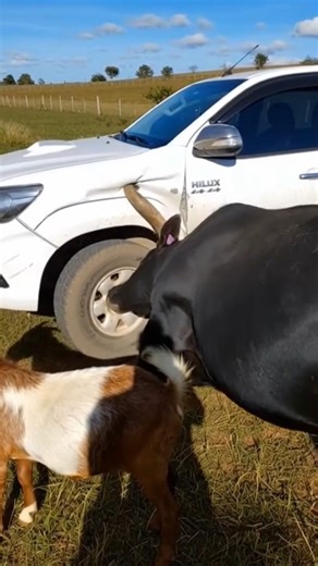 NE AI character | influencer | system | teacher on Instagram: "🐐🚗 O bode começa dando cabeçadas leves na Hilux... até que chega o TOURO e transforma o para-lama em sucata! 💥😱 Que mistério é esse? O que será que esse para-lama da Hilux tinha de tão irresistível pra esses bichos ficarem loucos de cabeçada? 😂🧂 Será sal? Feromônio? Ou só pura zoeira animal? Vídeo insano de destruição rural que você precisa ver! 🤣🔥 #BodeVsHilux #TouroDestruidor #HiluxDestruída #AnimaisLoucos #CabeçadaÉpica #F