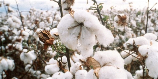 Pests threaten cotton crops with multi-state outbreak