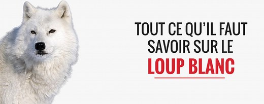 Loup blanc : un animal robuste