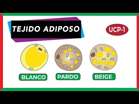 Tejido adiposo blanco, pardo y beige [Funciones y rol en enfermedad]
