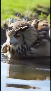 60K views · 574 reactions | Beautiful Owl Adorable Birds Owl Owls Birds Nature #Owl #owls #birds #owlvideos #owlphotography #nature #babyshower | Owl Lover | Facebook