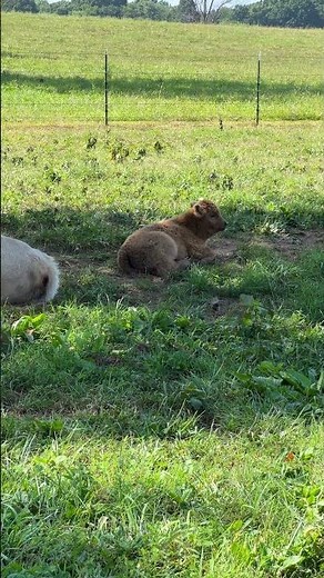 These Fluffy Baby Cows Are Living The Life!!