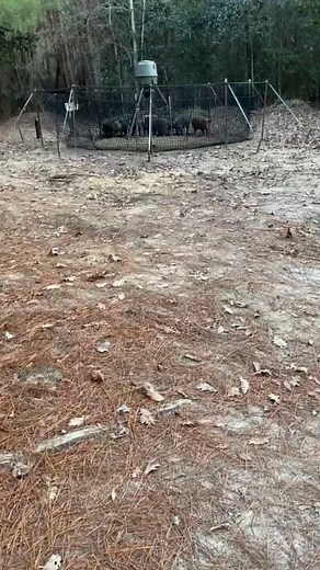 Wild sows typically have one litter per year, averaging 5–6 piglets, though depending on nutrition and conditions, they can deliver two litters, each ranging from 4 to 12 piglets—meaning the annual count can climb to 10–24 piglets in ideal scenarios. The questions are common. The results are proven. PigBrig.com #PigBrig #TrapSmart #FeralHogControl #WildHogRemoval #HogTrapping #LandManagement #WildlifeDamage | Pig Brig Trap Systems