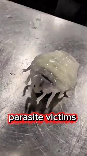 This Parasite HIJACKS Your Will (Biological Horror)