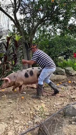 Soy un joven campesino soñador y este es mi primer proyectó💪🏻👏🏼#campesino #porcicultura #proyecto