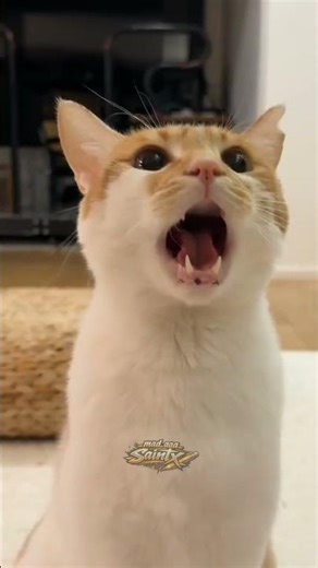 don't Know Just Uploading Random Shít #memes #funny #fyp