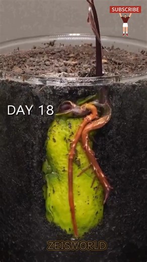 Mango Tree Not Fruiting? 🥭 Biggest Mistake You Must Avoid! #youtube #shorts #shortsfeed #grafting