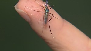 DFW the second-worst area in the nation for mosquitoes, new report finds