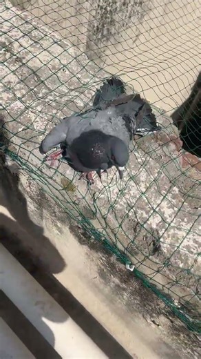 Kabutar 🕊️ ko bacha rhi hai🤍🖤🤣