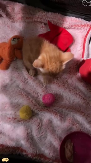 Kitten Attack Mode #cat #kitty #kittycatsoftiktok #cute #cute