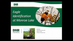 Eagle Identification at Monroe Lake Do young bald eagles look the...