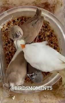 Three babies finch crying for food from mother zebra finch