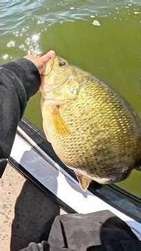 This fish stopped us from crappie fishing 😭