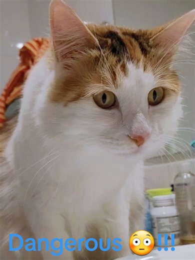 Why Cats Get Scared of Their Own Farts