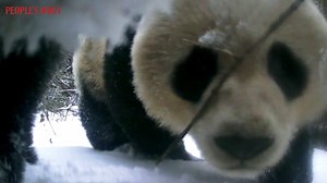 Infrared cameras have captured rare footage of several wild giant pandas' activities in the forests of the Baiyang and Xiaohe nature reserves of the Giant Panda National Park in southwest China's Sichuan. A panda mother and her cub exploring the infrared camera equipment together were recorded for the first time in the areas, according to local forestry authority. | People's Daily, China