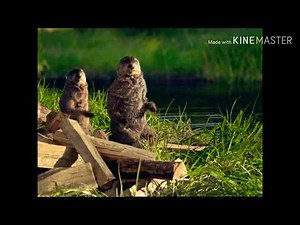 You Dang Woodchucks Stop Chucking That Wood!