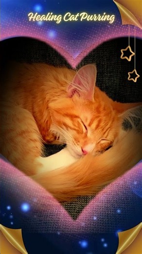 Healing Cat Purring | Relaxing Cat Sounds & Gentle Rain #cat #catpurring #asmr