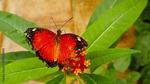 Wideo Stock: Close up video of an old Red Lacewing butterfly (Cethosia biblis) with tattered wings collecting nectar from tropical milkweed flowers. Shot at 120 fps.
