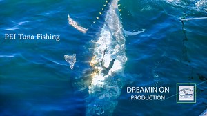We will take a short break from Cape Verde to share our tuna video from 2015. Team Dreamin On and Last Chance Sportfishing went on a quest to catch giant bluefin tuna in PEI, Canada with Tony's Tuna Fishing. As friends, they have a policy that the angler continues to fish until a fish is technical caught which made for an punishing day for angler Bob Struwe. Two tunas ranging from 700 -850 lbs were lost before the leaders were touched so he pressed on with the last 3rd fish. The last tuna Bob ca