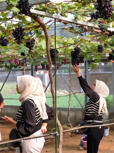Panen Anggur di Almira Grape