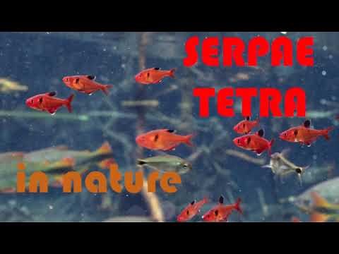 Serpae tetra, Hyphessobrycon eques in nature ! The natural habitat of common tetras.