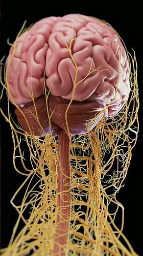 "Albert Einstein’s Death के बाद क्या हुआ था? 🧠 | Shocking Facts"