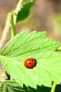 La grâce de la coccinelle #jardin #coccinelle #nature #legende