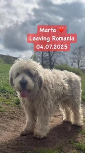 ♥️ Happy End Sunday ♥️ Heute freuen wir uns für Martha. Die sanfte Seele ist endlich dort, wo sie sein soll… Wuschel ist Zuhause, ruft alles in ihr und sie ist schon mitten drin … im Herz ihrer Menschen ♥️✨♥️ #hopeforfuture #Tierschutz #RettungIstLiebe #RumänienHunde #AdoptionStattKauf #AdoptDontShop #TeilenRettetLeben #Pfotenliebe #TierschutzMitHerz #FürImmerZuhause | Hope for future e.V.