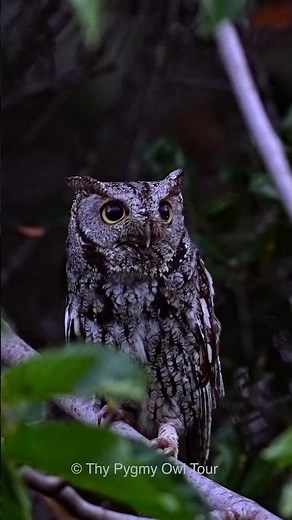 Western Screech Owl