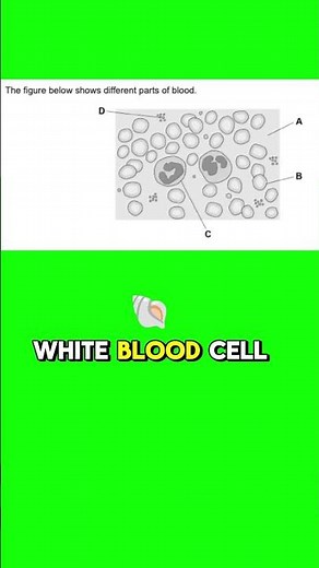 Biology GCSE #GCSE #aqa #edexcel #revision #gcseexams #gcsebiology