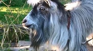 Compilation Of Fails / Win & Animals 2014