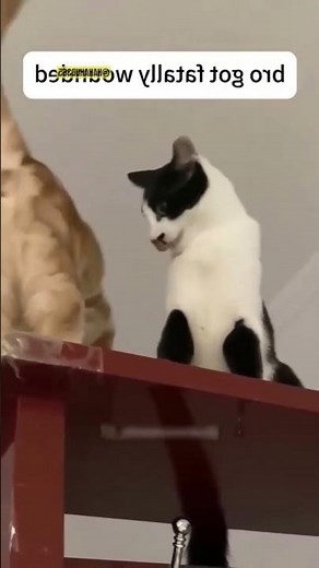 "How to Train Your Cat to High-Five—Step-by-Step Tutorial"