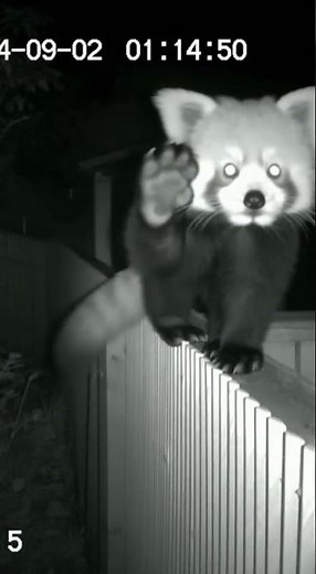 Red Panda Says Hello! 👋 Adorable Wave Caught on Camera!