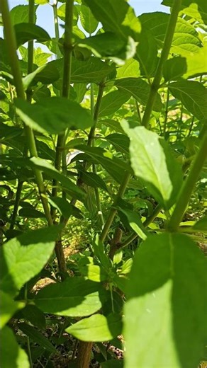 Hydrangea paniculata branches for secondary pruning and cuttings #HydrangeaPaniculata #Cuttings #...