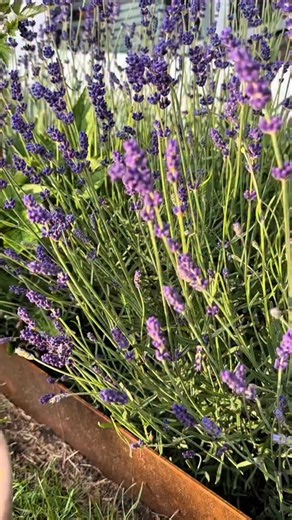 Querés tener más lavandas sin gastar un peso? 🌿🪻 Te muestro cómo sacar esquejes y hacer crecer plantas nuevas GRATIS. Desde el primer cortecito hasta llevarlas a tierra: sencillo, rápido y sin invernadero. Hacelo ahora en verano y en otoño ya las tenés listas para el jardín. Guardá este reel, probalo y contame cómo te fue 🔥 Quiero ver esas nuevas lavandas explotando! 😍🪻 #Lavanda #jardineria #esquejes | plantas.huertos.salud