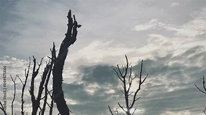 Destroyed mangrove forest scenery, Mangrove forests are destroyed and loss from the expansion of habitats. Expansion of habitats destruction the environment,mangrove forests degradation