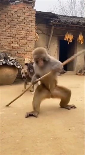 Staff-Fighting Monkey vs Dogs 🐒🦯🐕 | 棍術サル vs 犬の対決 | 봉술 원숭이 vs 개 대결