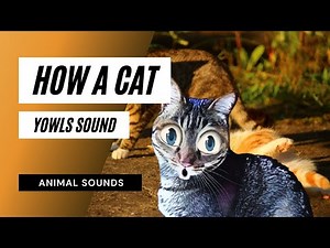 How A Cat Yowls Sound - how a cat yowls sound / sound effect / animation
