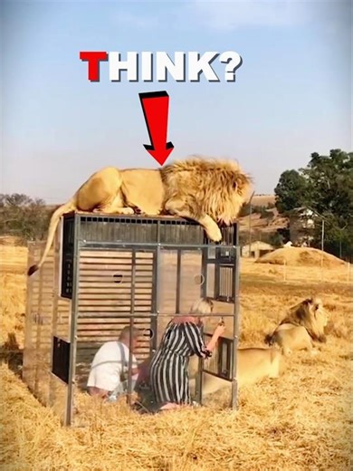 What Animals Think ? 🗿