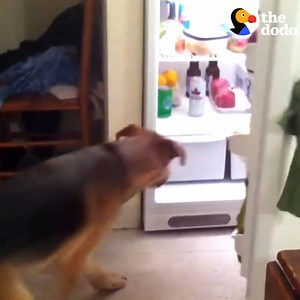 301K views · 803 shares | Happy National Beer Lover's Day! This rescue dog knows his mom's favorite drink | The Dodo | Facebook