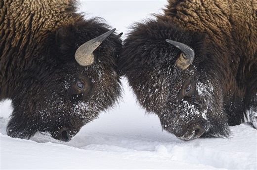 Huge Bison Fight In Middle Of Snowy Road In Epic Video: WATCH