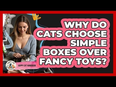 Why Do Cats Choose Simple Boxes Over Fancy Toys? - Happy Cat Handbook